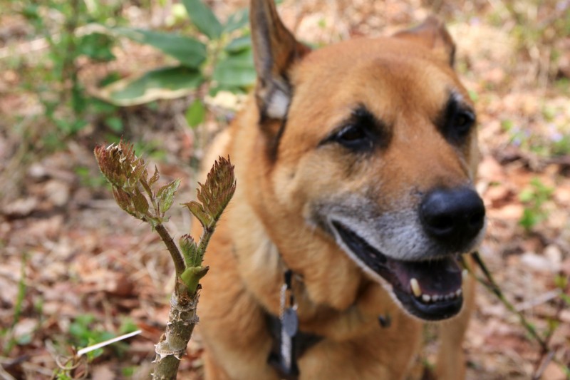 f:id:mamimami_LA:20160503110141j:plain