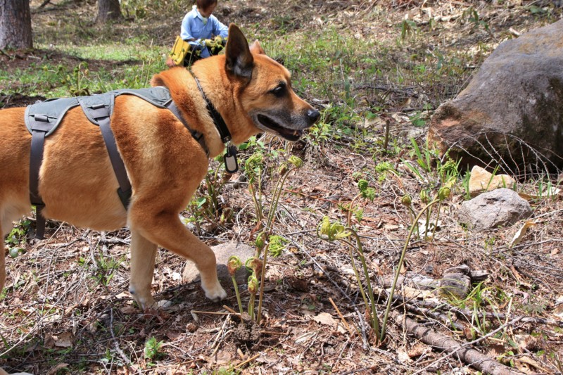 f:id:mamimami_LA:20160503112438j:plain