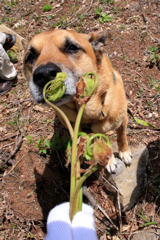 f:id:mamimami_LA:20160503112708j:plain