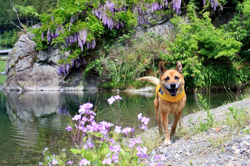 f:id:mamimami_LA:20160507104031j:plain