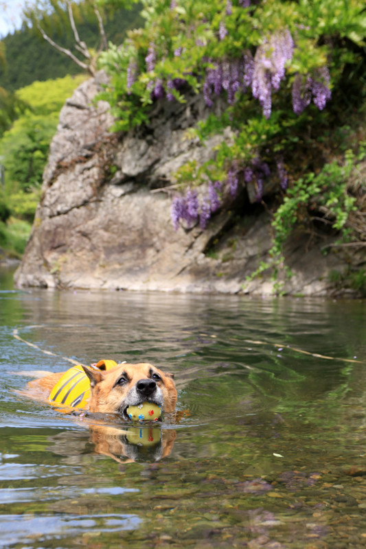 f:id:mamimami_LA:20160507110741j:plain