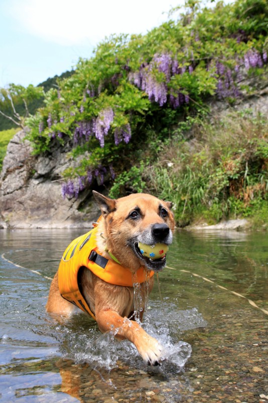 f:id:mamimami_LA:20160507110743j:plain