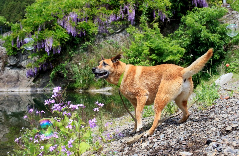 f:id:mamimami_LA:20160507112112j:plain