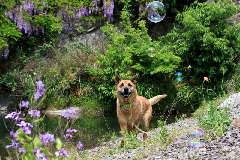 f:id:mamimami_LA:20160507112344j:plain