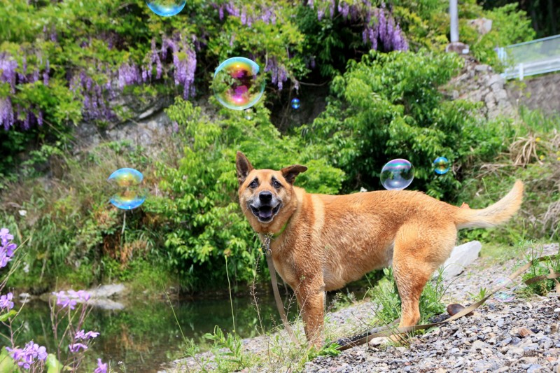 f:id:mamimami_LA:20160507112349j:plain