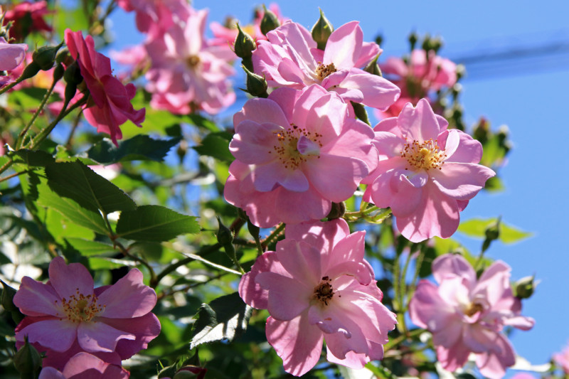 f:id:mamimami_LA:20160512112829j:plain