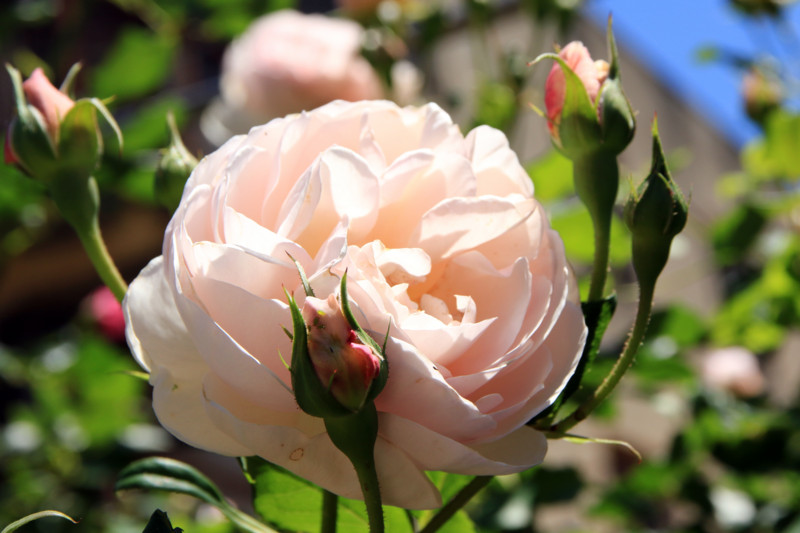 f:id:mamimami_LA:20160512112853j:plain