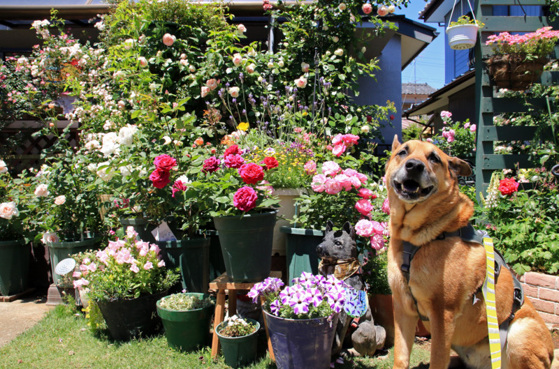 f:id:mamimami_LA:20160512113024j:plain