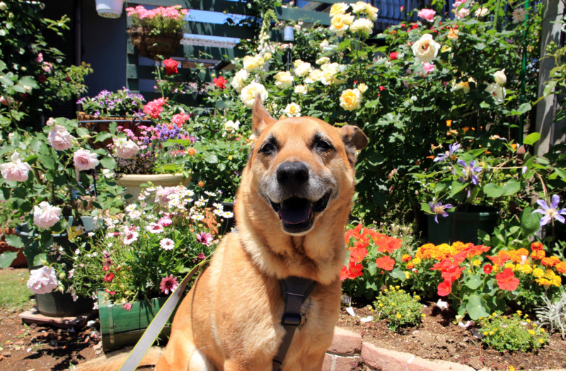 f:id:mamimami_LA:20160512113107j:plain