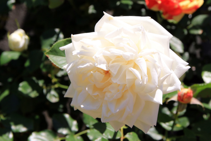 f:id:mamimami_LA:20160512113130j:plain