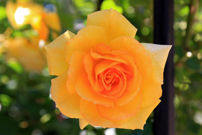 f:id:mamimami_LA:20160512113146j:plain