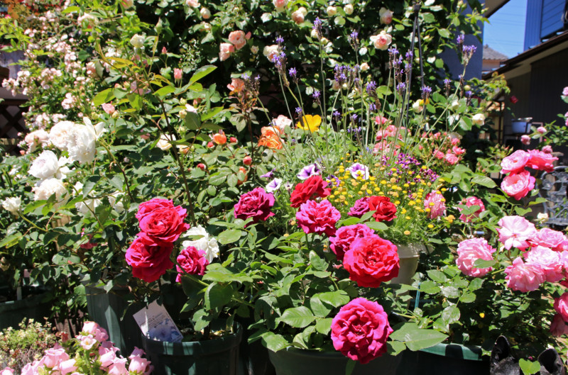 f:id:mamimami_LA:20160512113320j:plain