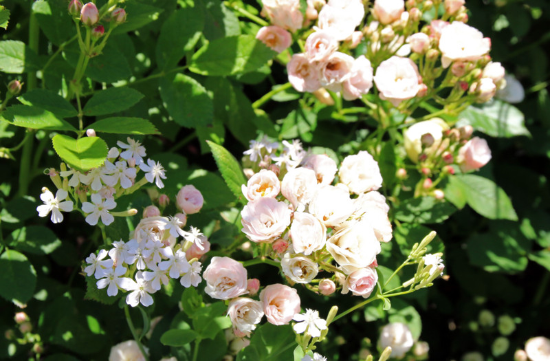 f:id:mamimami_LA:20160512113337j:plain