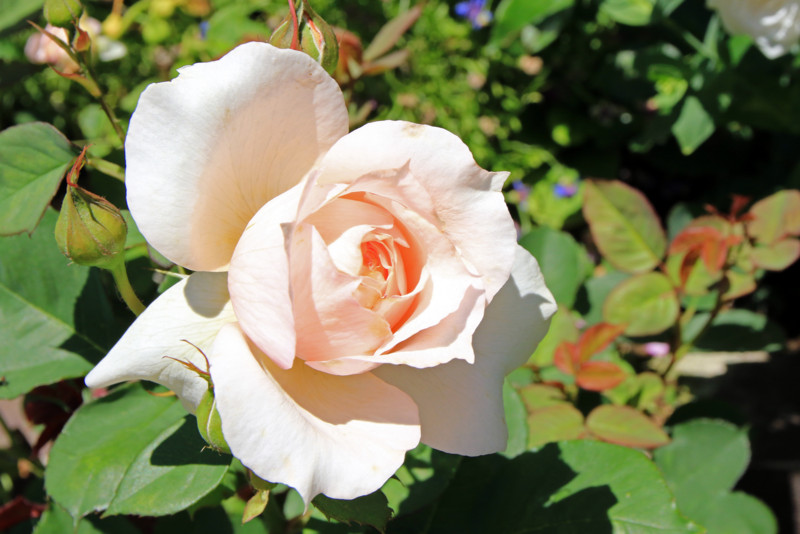 f:id:mamimami_LA:20160512113343j:plain