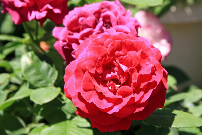 f:id:mamimami_LA:20160512113418j:plain