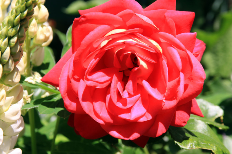 f:id:mamimami_LA:20160512113443j:plain