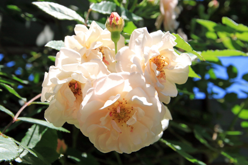 f:id:mamimami_LA:20160512113523j:plain