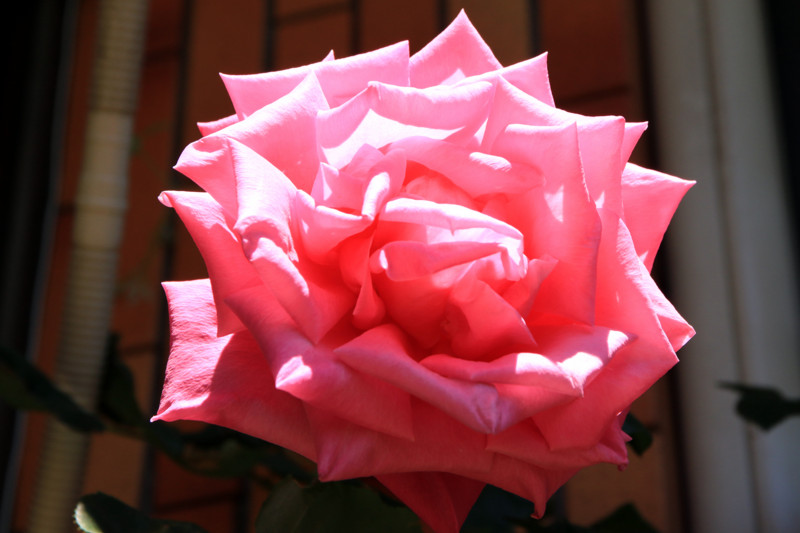 f:id:mamimami_LA:20160512114408j:plain