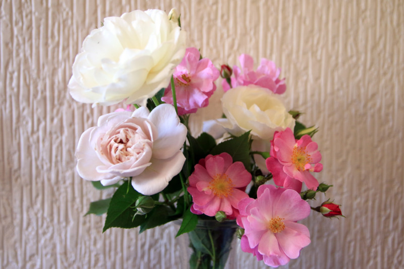 f:id:mamimami_LA:20160512152447j:plain