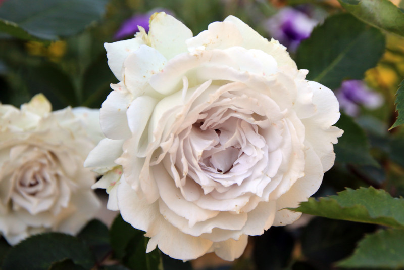 f:id:mamimami_LA:20160512152511j:plain