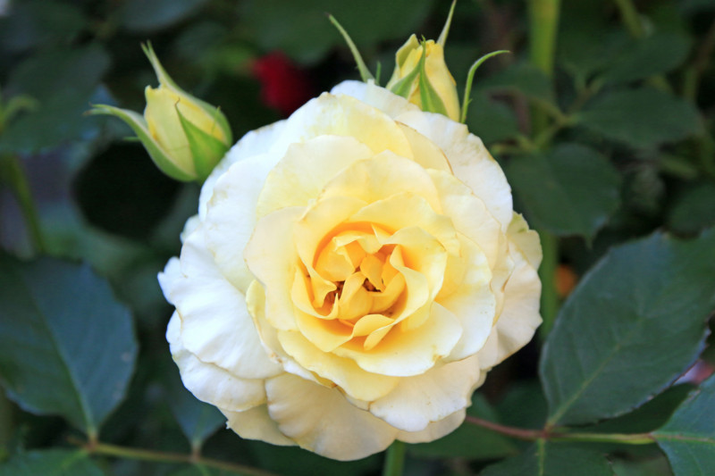 f:id:mamimami_LA:20160512152537j:plain