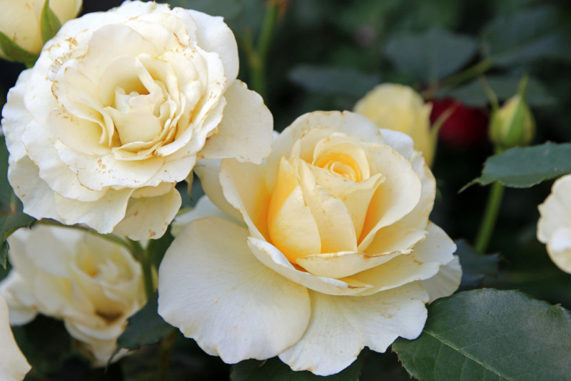 f:id:mamimami_LA:20160512152547j:plain