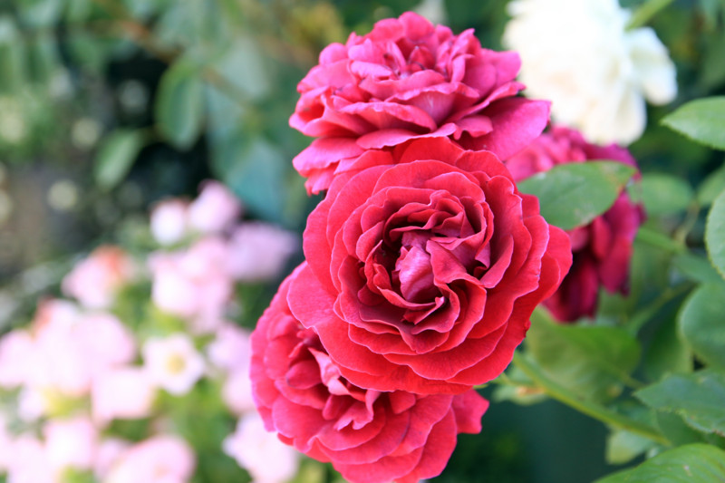 f:id:mamimami_LA:20160512152612j:plain