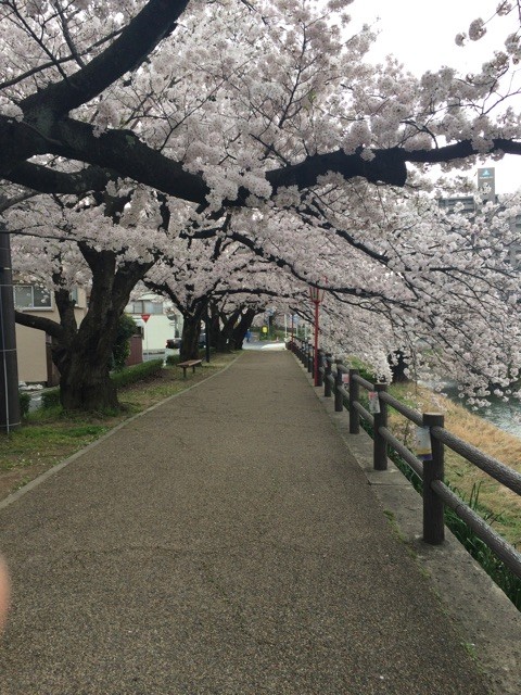 f:id:mamimi1015:20150413115526j:plain f:id:mamimi1015:20150413115526j:plain