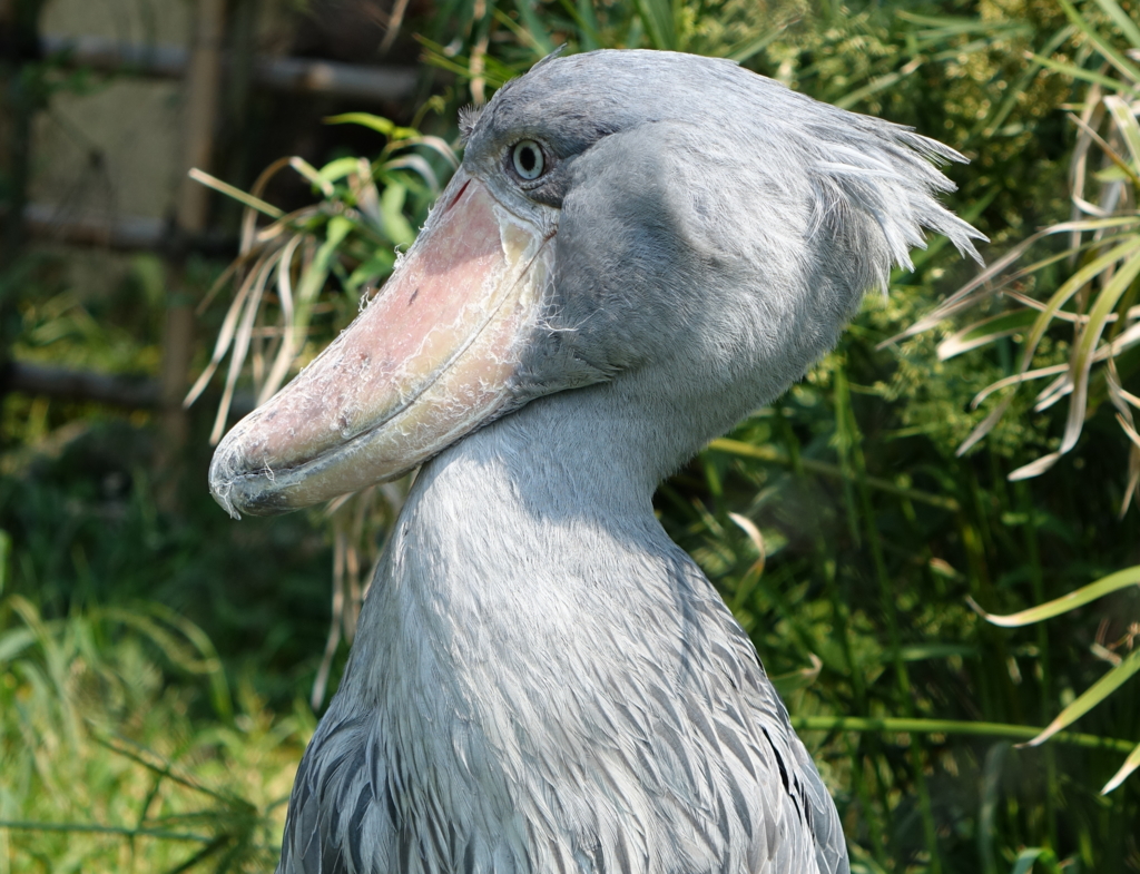 f:id:mana-cat:20160521213833j:plain f:id:mana-cat:20160521213833j:plain