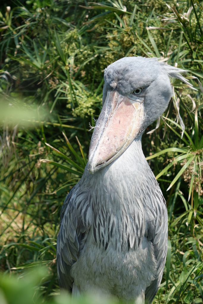 f:id:mana-cat:20160521213838j:plain:w300 f:id:mana-cat:20160521213838j:plain:w300