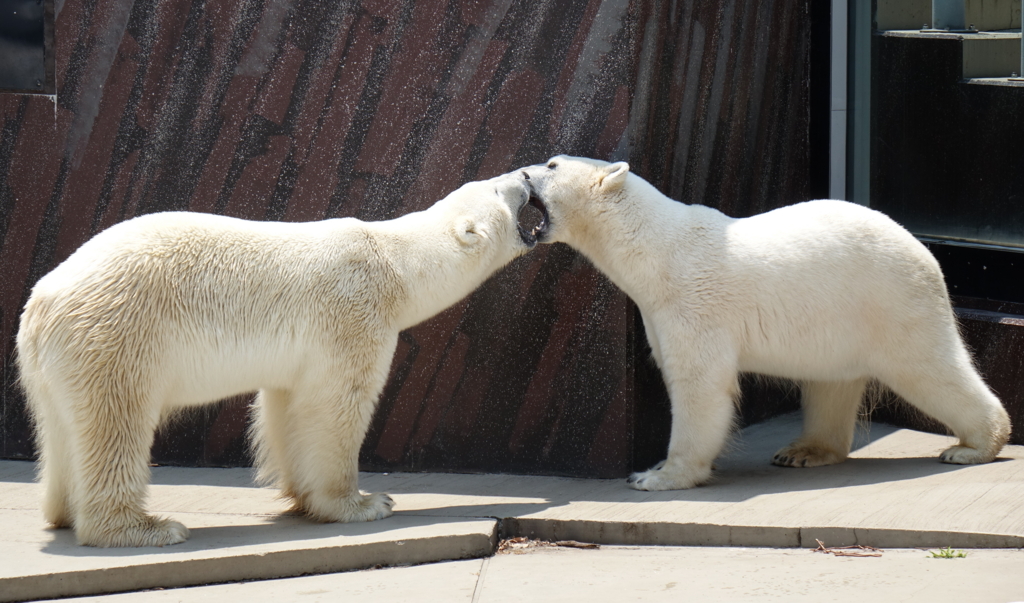 f:id:mana-cat:20160521214847j:plain f:id:mana-cat:20160521214847j:plain