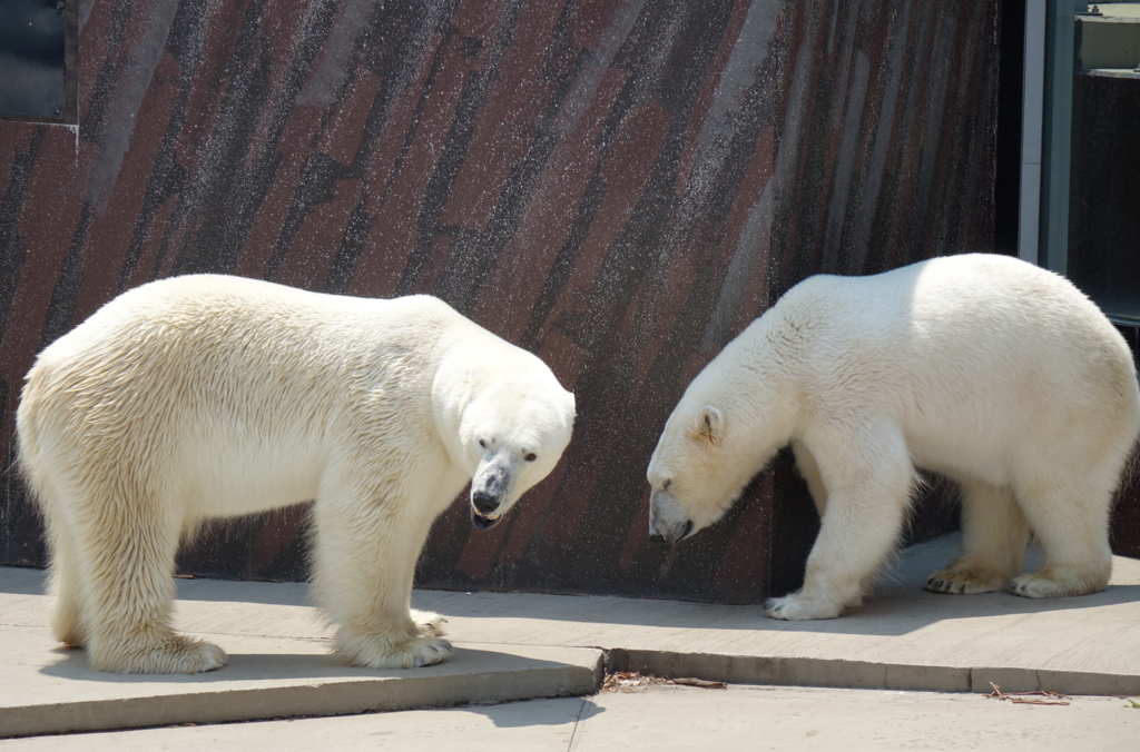 f:id:mana-cat:20160521215034j:plain f:id:mana-cat:20160521215034j:plain