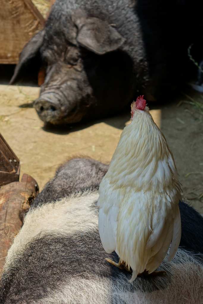 f:id:mana-cat:20160521222032j:plain:w300 f:id:mana-cat:20160521222032j:plain:w300