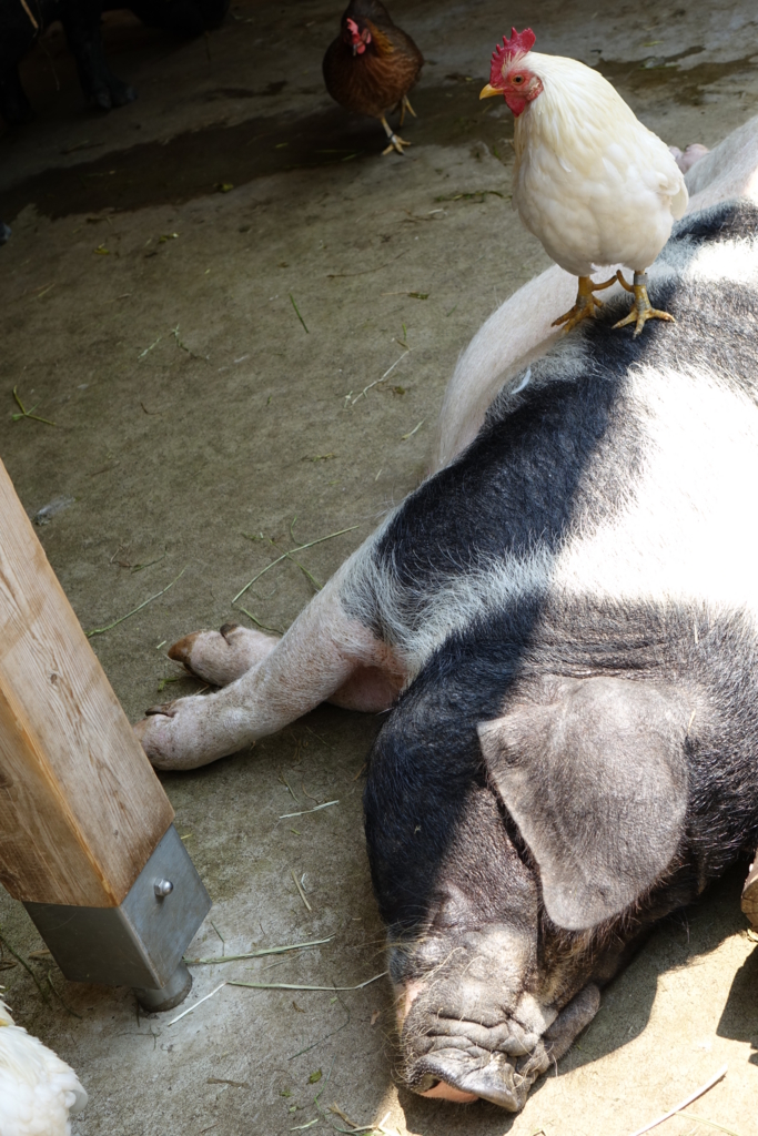 f:id:mana-cat:20160521222040j:plain:w300 f:id:mana-cat:20160521222040j:plain:w300