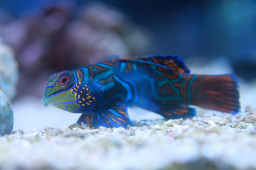 f:id:mangokyoto:20110220212114j:image f:id:mangokyoto:20110220212114j:image