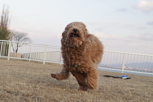 f:id:mangokyoto:20120204165318j:image f:id:mangokyoto:20120204165318j:image