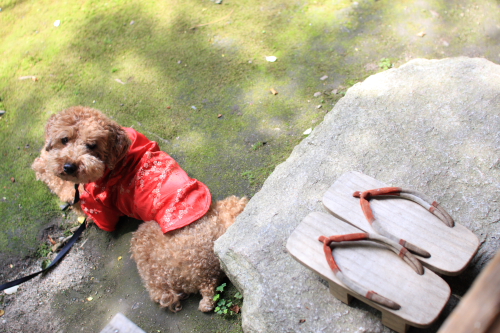 f:id:mangokyoto:20120519135848j:image
