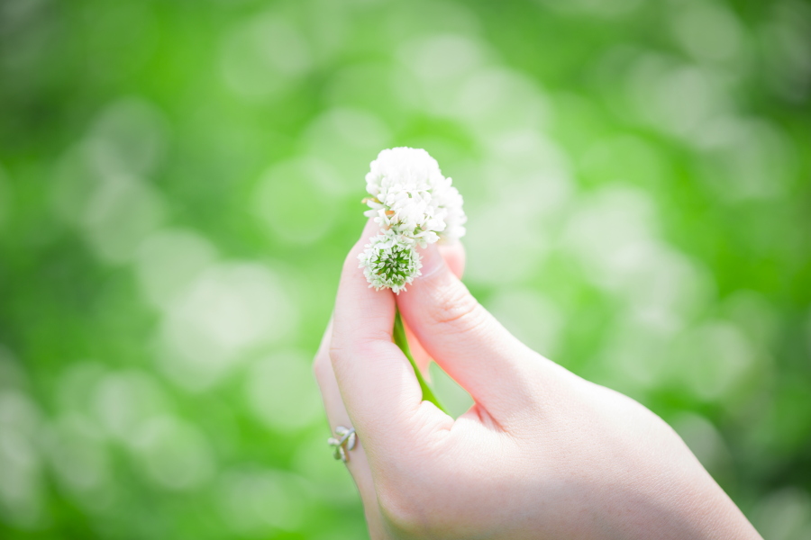ほわっほわで楽しい！TAMRON SP90mm F2.8 MACRO VC - ULTIMOFOTO
