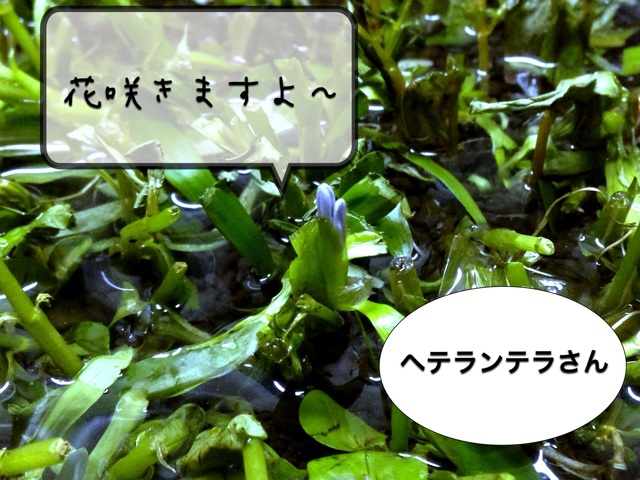 f:id:maribu1111:20140301202230j:plain f:id:maribu1111:20140301202230j:plain
