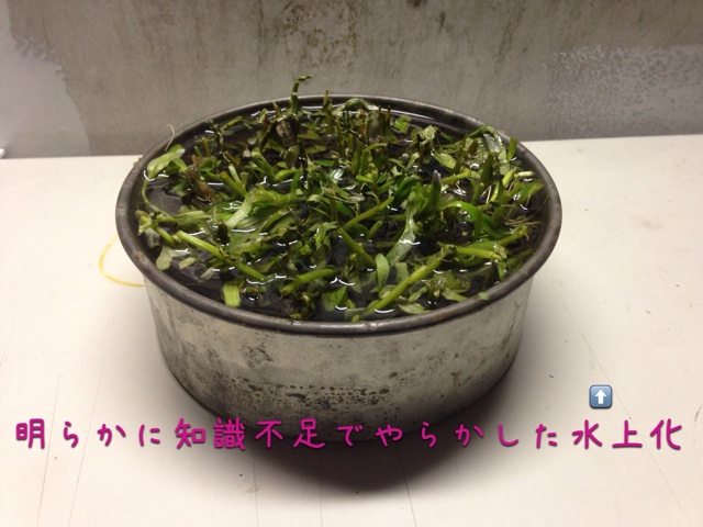f:id:maribu1111:20140301203407j:plain f:id:maribu1111:20140301203407j:plain