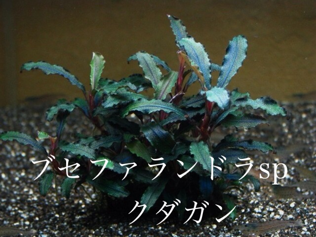f:id:maribu1111:20140303081353j:plain f:id:maribu1111:20140303081353j:plain