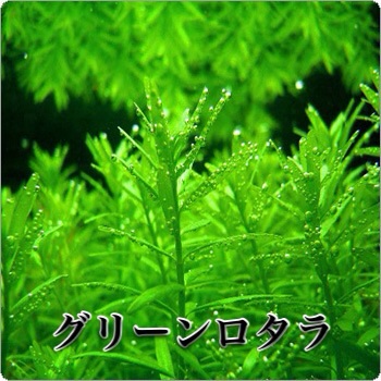 f:id:maribu1111:20140305222228j:plain f:id:maribu1111:20140305222228j:plain