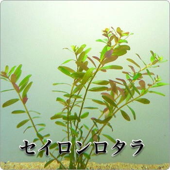 f:id:maribu1111:20140307235927j:plain f:id:maribu1111:20140307235927j:plain