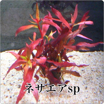 f:id:maribu1111:20140308210305j:plain f:id:maribu1111:20140308210305j:plain