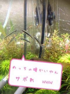 f:id:maribu1111:20140311193027j:plain f:id:maribu1111:20140311193027j:plain