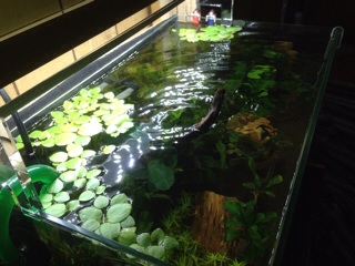 f:id:maribu1111:20140321161052j:plain f:id:maribu1111:20140321161052j:plain