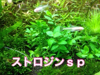 f:id:maribu1111:20140322232154j:plain f:id:maribu1111:20140322232154j:plain