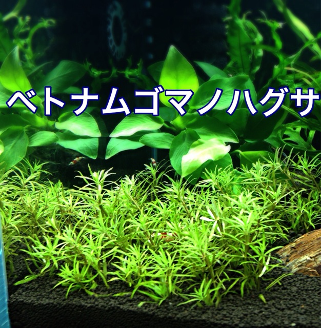 f:id:maribu1111:20140323204702j:plain f:id:maribu1111:20140323204702j:plain