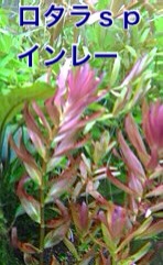 f:id:maribu1111:20140324222007j:plain f:id:maribu1111:20140324222007j:plain