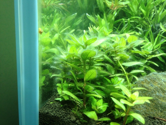 f:id:maribu1111:20140411121250j:plain f:id:maribu1111:20140411121250j:plain
